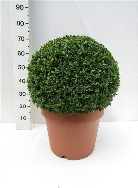 Buxus sempervirens