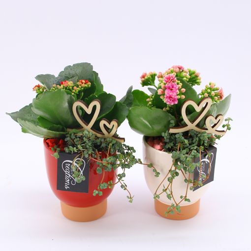 Ετοιμασίες Houseplants