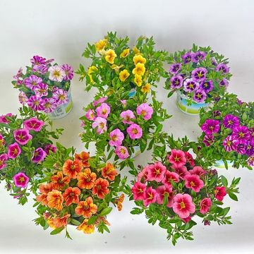 Calibrachoa RAVE MIX