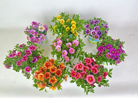 Calibrachoa RAVE MIX