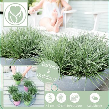 Fascicularia bicolor