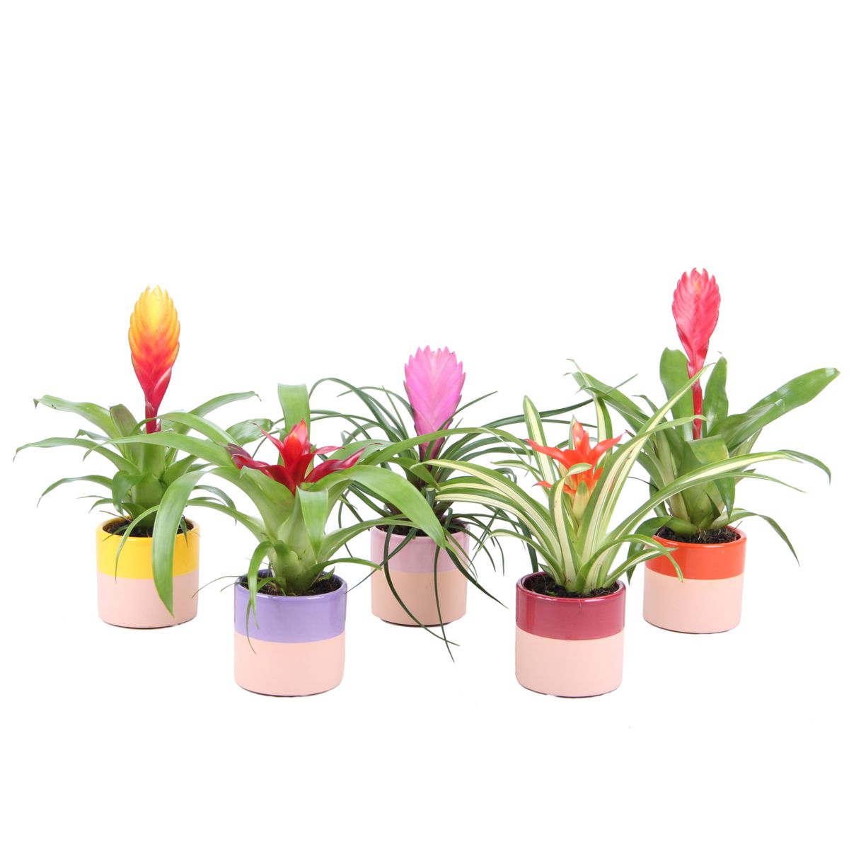 Bromelia Mix Süs Bitkileri Ve Çiçekler
