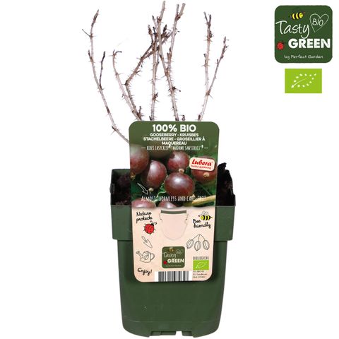 Ribes uva-crispa EASYCRISP MADAME SANSSOUCI