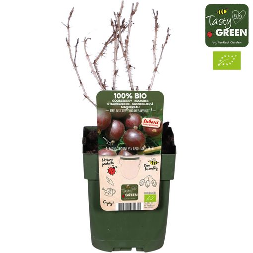 Ribes uva-crispa EASYCRISP MADAME SANSSOUCI