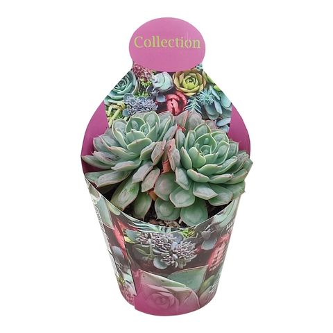 Echeveria 'Raindrops'