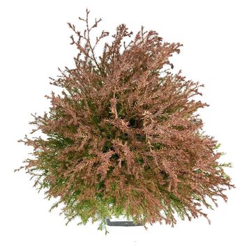 Thuja occidentalis FIRE CHIEF