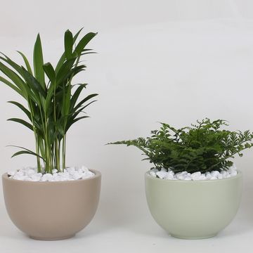 Arranjo Houseplants