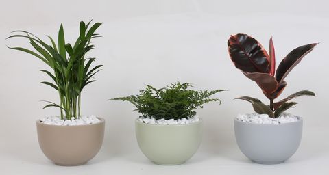 Composizione Houseplants