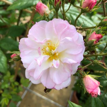 Rosa SWEET SILUETTA