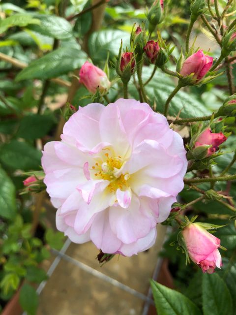 Rosa SWEET SILUETTA