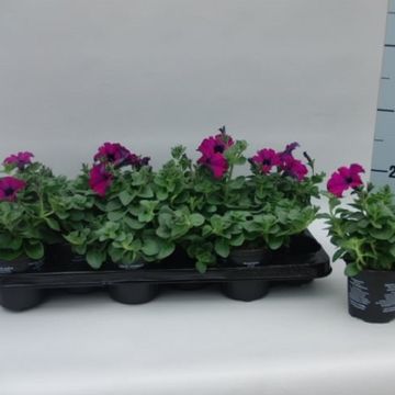 Petunia SURFINIA PURPLE