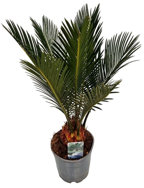 Cycas revoluta