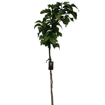 Magnolia 'Butterflies'