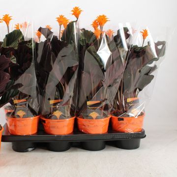 Calathea crocata 'Tassmania'