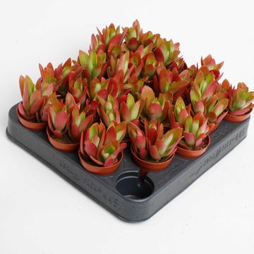 Crassula capitella 'Campfire'