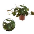 Philodendron scandens micans
