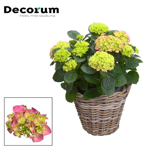 Hydrangea macrophylla EARLY PINK