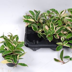 Hoya carnosa 'Albomarginata' (Van der Arend Tropical Plantcenter)