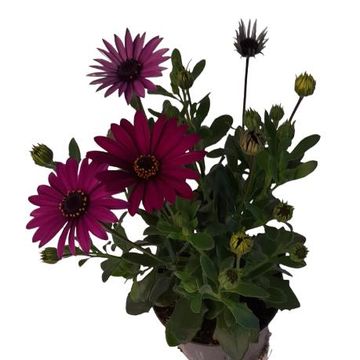 Osteospermum FLOWERPOWER PURPLE