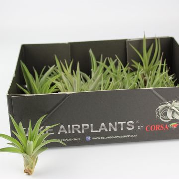 Tillandsia abdita