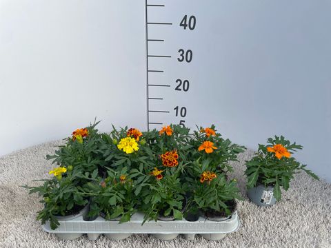 Tagetes HERO MIX