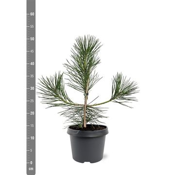 Pinus thunbergii
