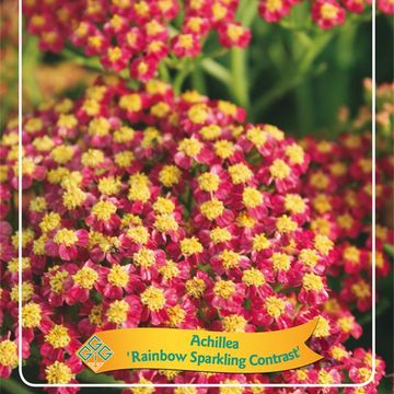 Achillea millefolium MIX