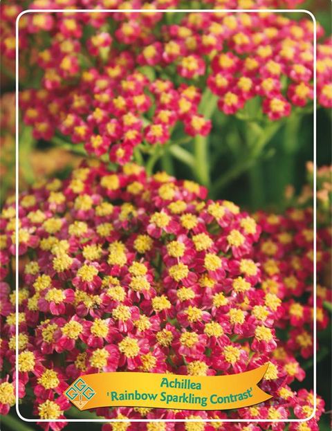 Achillea millefolium 'Sparkling Contrast'