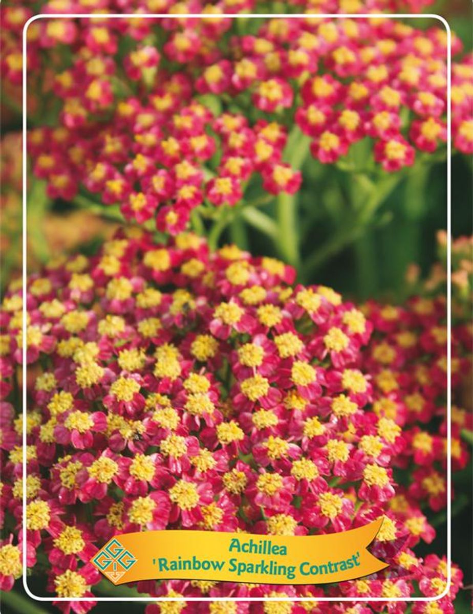 Taoasis duizendblad Achilllea millefolium 5ml Bio Cosmetica