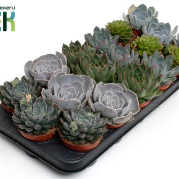 Echeveria MIX