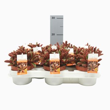 Peperomia graveolens