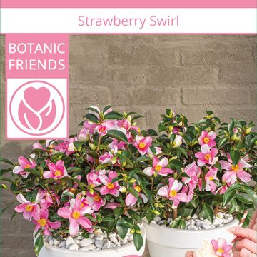 Camellia sasanqua 'Strawberry Swirl'