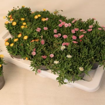 Delosperma cooperi LIDO MIX