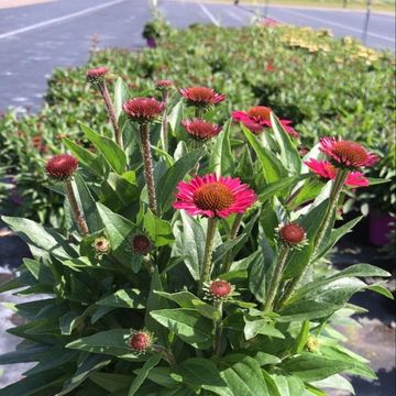 Echinacea purpurea