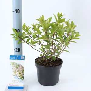 Hydrangea paniculata MAGICAL FIRE (About Plants Zundert BV)