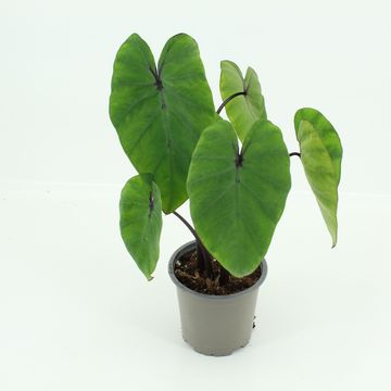 Colocasia 'Pharaoh’s Mask'