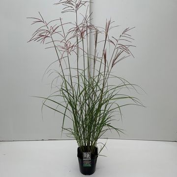 Miscanthus sinensis 'Ferner Osten'