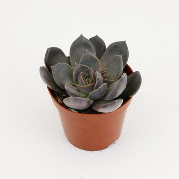 Echeveria 'Joost'