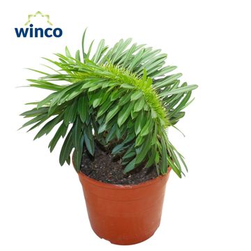 Pachypodium lamerei cristatum