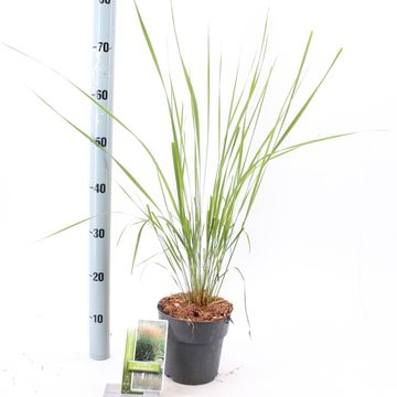 Calamagrostis x acutiflora 'Karl Foerster'