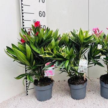 Nerium oleander MIX