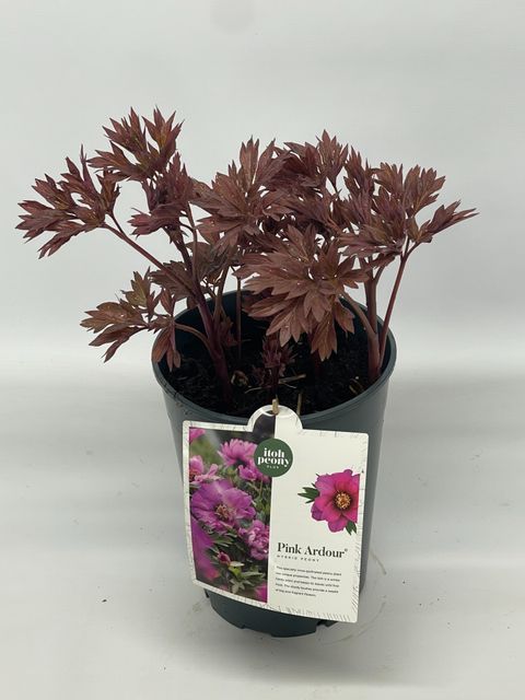 Paeonia 'Pink Ardour' — Plant Wholesale FlorAccess