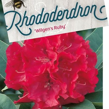 Rhododendron 'Вилгенс Руби'