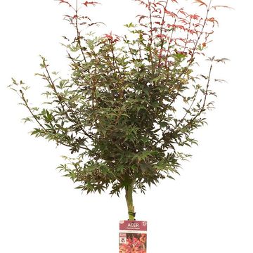 Acer palmatum 'Skeeter's Broom'