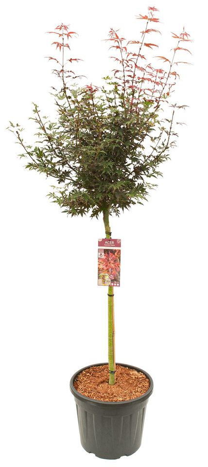 Acer palmatum 'Skeeter's Broom'