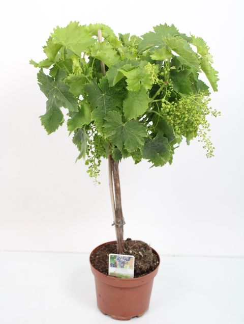 Vitis MUSCAT BLANC — Plant Wholesale FlorAccess