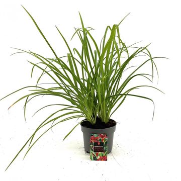 Hemerocallis 'Sammy Russell'