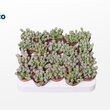 Fenestraria aurantiaca