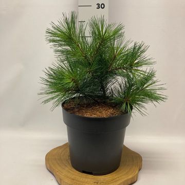 Pinus strobus 'Bergman's Mini'