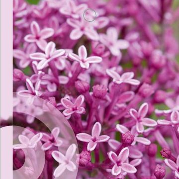 Syringa BLOOMERANG PINK PERFUME